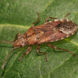 Orsillus depressus